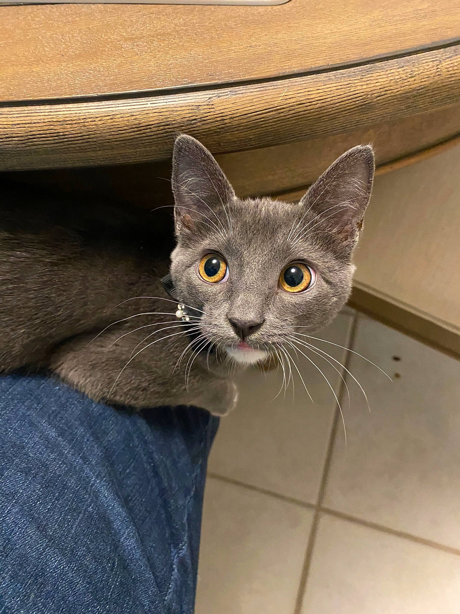 Kiya Purr Bottom is registered to the contest to win money with this photo: carnivore, cat, chartreux, domestic_short_haired_cat, european_shorthair, felidae, kitten, korat, mammal, nebelung, russian_blue, small_to_medium_sized_cats, snout, whiskers