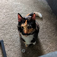 Leia is registered to the contest to win money with this photo: animal, calico, carpet, cat, companion, curious, cute, domestic, ears, expression, feline, floor, furniture, indoor, looking_up, mood, pet, plastic_cap, tail, whiskers