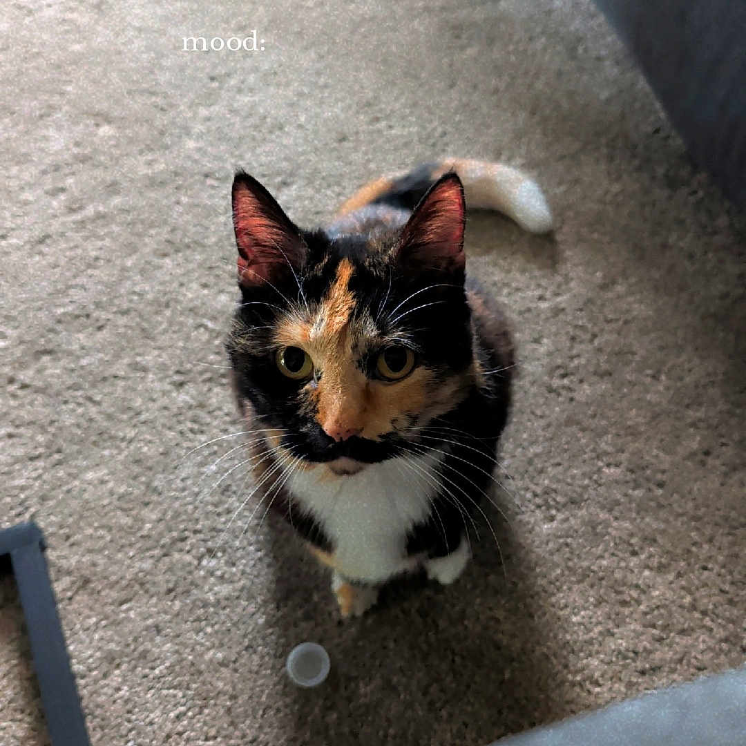 Leia is registered to the contest to win money with this photo: animal, calico, carpet, cat, companion, curious, cute, domestic, ears, expression, feline, floor, furniture, indoor, looking_up, mood, pet, plastic_cap, tail, whiskers