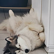 Taïka a rejoint le concours — aidez-le/la à gagner de superbes lots ! animal, black_and_white, cabinet, cozy, cute, dog, domestic, floor, fluffy, fur, husky, indoor, laying, paw, pet, relaxed, resting, sleeping, tile, white