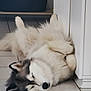 animal, black_and_white, cabinet, cozy, cute, dog, domestic, floor, fluffy, fur, husky, indoor, laying, paw, pet, relaxed, resting, sleeping, tile, white