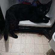Papi joined the competition — help win amazing prizes! black_cat, cat, pet, animal, indoor, kitchen, appliance, floor, tile_floor, curious, lying_down, feline, domestic_animal, open_oven, home, shadow, floor_pattern, quiet, exploring, resting