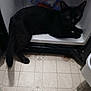black_cat, cat, pet, animal, indoor, kitchen, appliance, floor, tile_floor, curious, lying_down, feline, domestic_animal, open_oven, home, shadow, floor_pattern, quiet, exploring, resting