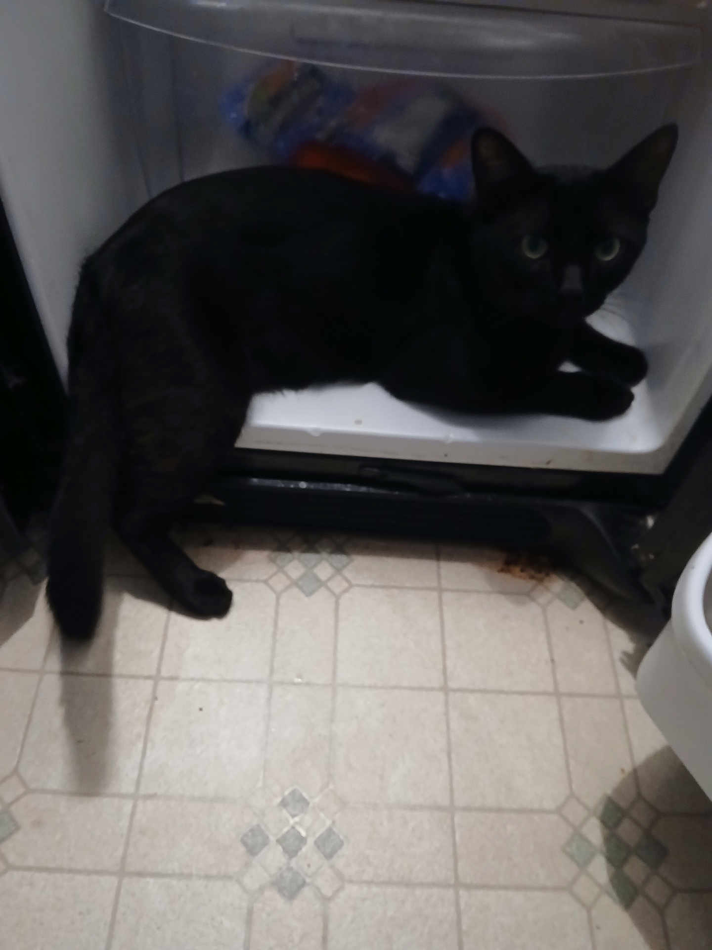 Papi joined the competition — help win amazing prizes! black_cat, cat, pet, animal, indoor, kitchen, appliance, floor, tile_floor, curious, lying_down, feline, domestic_animal, open_oven, home, shadow, floor_pattern, quiet, exploring, resting