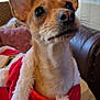 Lulu is registered to the contest to win money with this photo: dog, small_dog, pet, animal, indoors, close_up, christmas_outfit, red_clothing, white_fur_trim, ears, whiskers, face, fur, alert, cute, cozy, background_blur, sofa, window, portrait
