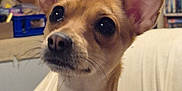 Lulu joined the competition — help win amazing prizes! dog, pet, indoor, ears, brown, white, couch, furniture, sitting, closeup, face, canine, eyes, whiskers, animal, domestic, portrait, household, background, alert