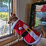 Lulu joined the competition — help win amazing prizes! dog, small_dog, christmas_costume, santa_claus_outfit, window, couch, indoor, holiday_decorations, garland, red_ornament, curious, pet, christmas, festive, fur, animal, looking_out_window, holiday_season, cozy, decor