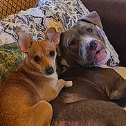 Lulu is registered to the contest to win money with this photo: dog, pets, couch, indoor, cozy, snuggle, two_dogs, tan_dog, gray_dog, ears, face, fur, animal, companion, resting, looking, curious, relaxed, home, pillow