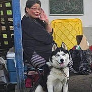 Luca is registered to the contest to win money with this photo: dog, husky, siberian_husky, person, woman, portrait, outdoor, sitting, leash, collar, tongue_out, fluffy, black_and_white, glasses, smiling, chalkboard, cooler, plastic_chair, backyard, pets