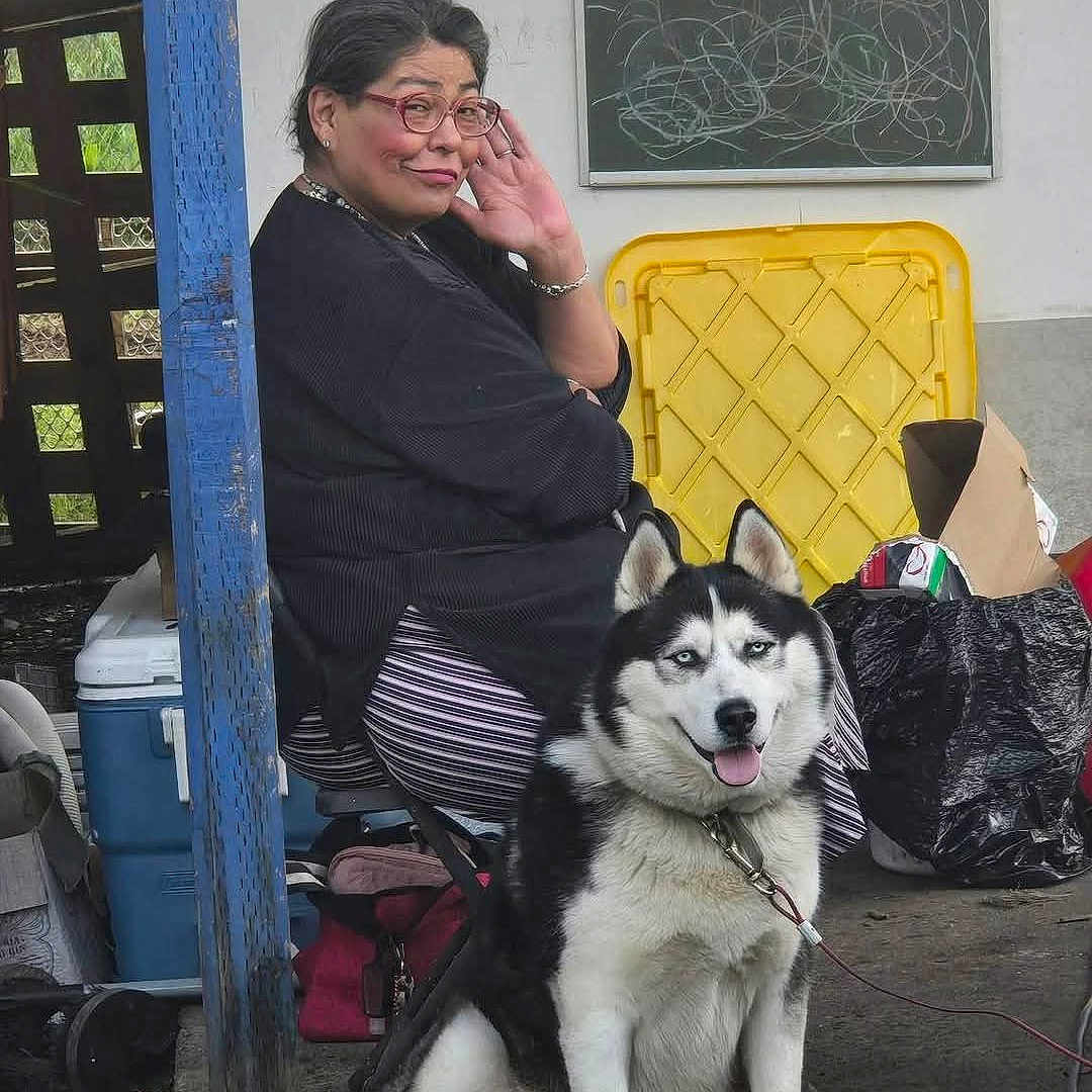 Luca is registered to the contest to win money with this photo: dog, husky, siberian_husky, person, woman, portrait, outdoor, sitting, leash, collar, tongue_out, fluffy, black_and_white, glasses, smiling, chalkboard, cooler, plastic_chair, backyard, pets