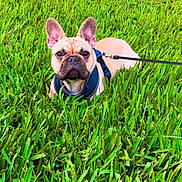 Toby is registered to the contest to win money with this photo: dog, french_bulldog, grass, leash, harness, pet, outdoor, animal, green, nature, canine, cute, lying_down, ears, face, snout, alert, summer, yard, small_dog