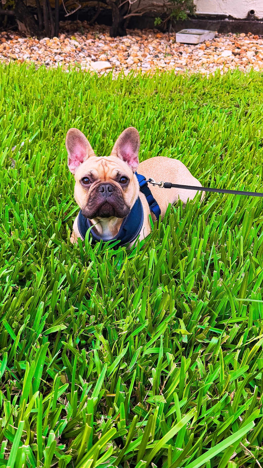 Toby is registered to the contest to win money with this photo: dog, french_bulldog, grass, leash, harness, pet, outdoor, animal, green, nature, canine, cute, lying_down, ears, face, snout, alert, summer, yard, small_dog