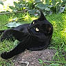 Crew joined the competition — help win amazing prizes! black_cat, cat, animal, pet, outdoor, grass, greenery, leaves, nature, sunlight, garden, feline, paw, alert, relaxed, mammal, wildlife, closeup, yellow_eyes, ground