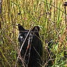 Crew is registered to the contest to win money with this photo: black_cat, cat, animal, outdoor, grass, green_eyes, nature, wildlife, camouflage, plants, sunlight, stems, close_up, mystery, predator, quiet, hidden, feline, summer, field
