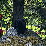 Crew joined the competition — help win amazing prizes! cat, black_cat, rock, moss, tree, garden, outdoor, nature, sunlight, shadow, foliage, plant, animal, wildlife, greenery, quiet, peaceful, daylight, mossy_rock, curious