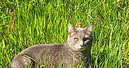 Finn is registered to the contest to win money with this photo: cat, gray_cat, grass, greenery, outdoor, nature, sunlight, animal, pet, feline, relaxed, alert, wildlife, summer, flora, leafy, mammal, resting, closeup, daylight
