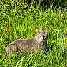 cat, gray_cat, grass, greenery, outdoor, nature, sunlight, animal, pet, feline, relaxed, alert, wildlife, summer, flora, leafy, mammal, resting, closeup, daylight