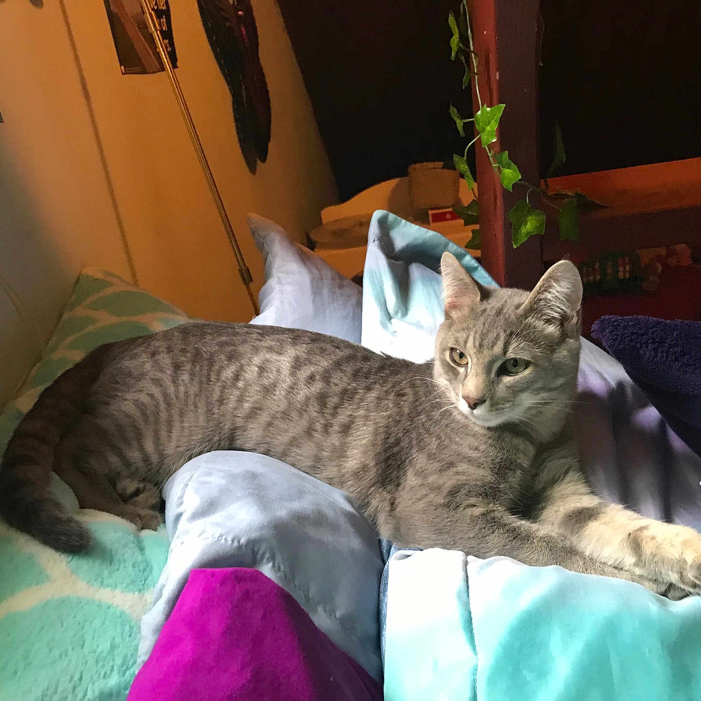 Finn