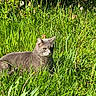 cat, gray_cat, grass, greenery, outdoor, nature, sunlight, animal, pet, feline, wildlife, plants, summer, daylight, flora, quiet, resting, mammal, closeup, field