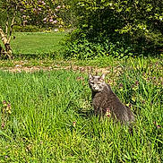 Finn joined the competition — help win amazing prizes! cat, gray_cat, grass, wildflowers, tree, blooming_tree, greenery, meadow, nature, outdoor, sunny, plants, flora, animal, feline, pet, daylight, garden, shrub, field