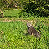 cat, gray_cat, grass, wildflowers, tree, blooming_tree, greenery, meadow, nature, outdoor, sunny, plants, flora, animal, feline, pet, daylight, garden, shrub, field