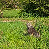 cat, gray_cat, grass, garden, flowers, greenery, outdoor, nature, plants, sunlight, bushes, tree, spring, animal, pet, feline, curious, sitting, daylight, wildlife