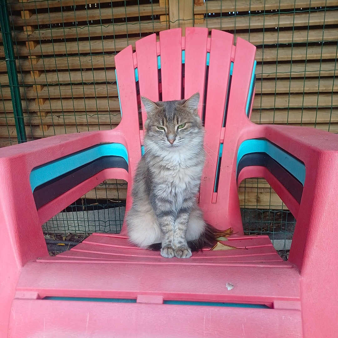 Gucci participe au concours pour gagner de l'argent avec cette photo : angora, animal, cat, chair, diningtable, furniture, grass, homedecor, indoors, jar, kitten, manx, outdoors, pet, plant, planter, pottedplant, pottery, table, wood