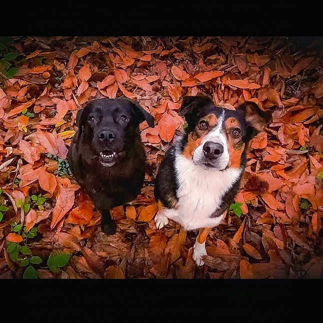 Macho Et Raccoon a rejoint le concours — aidez-le/la à gagner de superbes lots ! animal, ball, canine, dog, face, grass, head, hound, leaf, person, pet, photography, plant, portrait, puppy, sport, tennis, tennisball, tree, vegetation