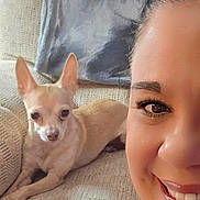 Pepe joined the competition — help win amazing prizes! animal, armchair, blanket, casual, chihuahua, companion, cozy, cute, dog, face, friendship, furniture, happy, home, indoor, pet, portrait, relaxing, smile, woman