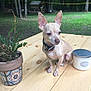 Pepe is registered to the contest to win money with this photo: animal, backyard, candle_jar, chihuahua, collar, cute, daylight, dog, ears, fern, forest, grass, nature, outdoor, pet, plant_pot, sitting, small_dog, trees, wooden_table