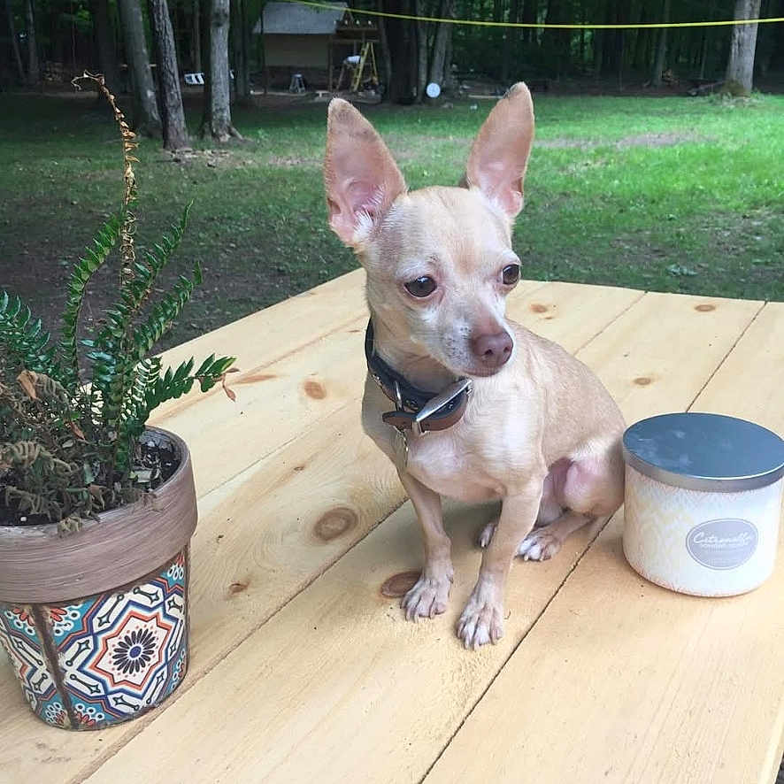 Pepe is registered to the contest to win money with this photo: animal, backyard, candle_jar, chihuahua, collar, cute, daylight, dog, ears, fern, forest, grass, nature, outdoor, pet, plant_pot, sitting, small_dog, trees, wooden_table
