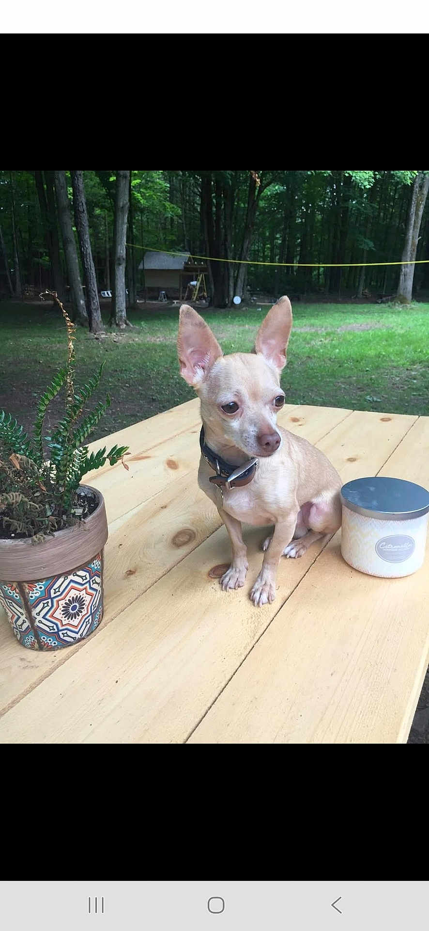 Pepe is registered to the contest to win money with this photo: animal, backyard, candle_jar, chihuahua, collar, cute, daylight, dog, ears, fern, forest, grass, nature, outdoor, pet, plant_pot, sitting, small_dog, trees, wooden_table