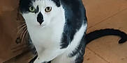 Pretty Boy Lawson is registered to the contest to win money with this photo: cat, black_and_white, pet, indoor, floor, tile, animal, feline, whiskers, ears, tail, sitting, curious, looking_at_camera, paper_bag, domestic, cute, alert, green_eyes, fur