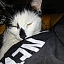 Pretty Boy Lawson joined the competition — help win amazing prizes! cat, black_and_white, close_up, sleepy, person, shirt, text_on_shirt, indoor, tattoo, hand, blur, low_light, background, furniture, human, animal, pet, face, nose, whiskers
