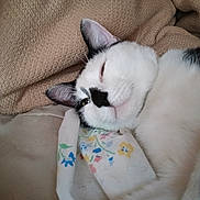 Pretty Boy Lawson is registered to the contest to win money with this photo: cat, black_and_white, lying_down, blanket, fabric, floral_pattern, cozy, relaxed, pet, indoor, closeup, sleepy, whiskers, ears, fur, resting, cute, animal, domestic_cat, soft
