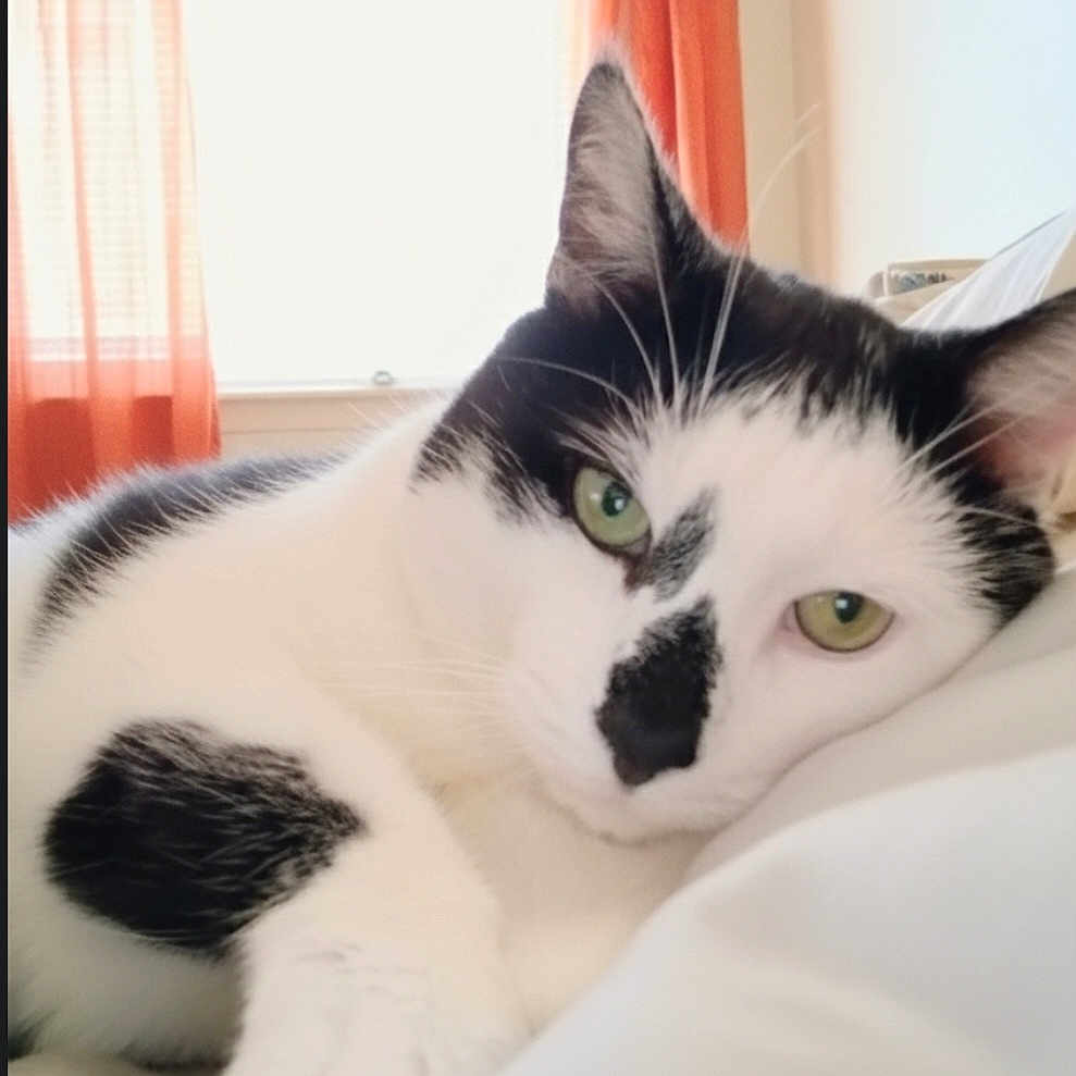 Pretty Boy Lawson joined the competition — help win amazing prizes! animal, bed, black_and_white, cat, close_up, comfort, cozy, curtains, cute, domestic, feline, green_eyes, indoor, lying_down, pet, portrait, relaxed, resting, soft_light, whiskers