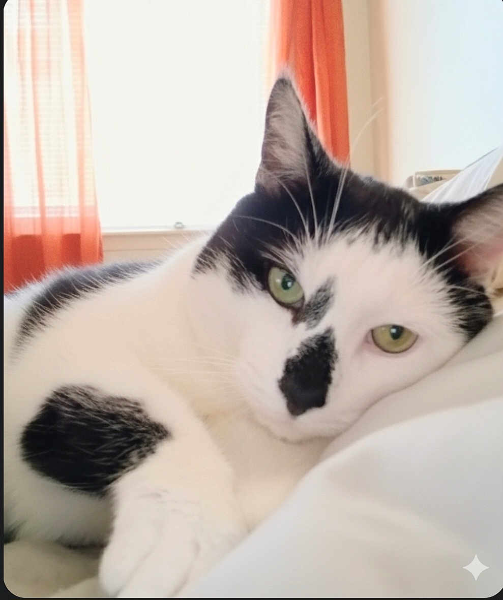 Pretty Boy Lawson joined the competition — help win amazing prizes! cat, black_and_white, green_eyes, indoor, curtains, soft_light, relaxed, close_up, pet, feline, whiskers, lying_down, bed, comfort, cozy, animal, domestic, cute, resting, portrait