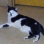 Pretty Boy Lawson is registered to the contest to win money with this photo: cat, black_and_white, animal, pet, indoor, floor, door, feline, relaxed, lying_down, whiskers, tail, four_legs, domestic, mammal, quiet, resting, fur, cute, household