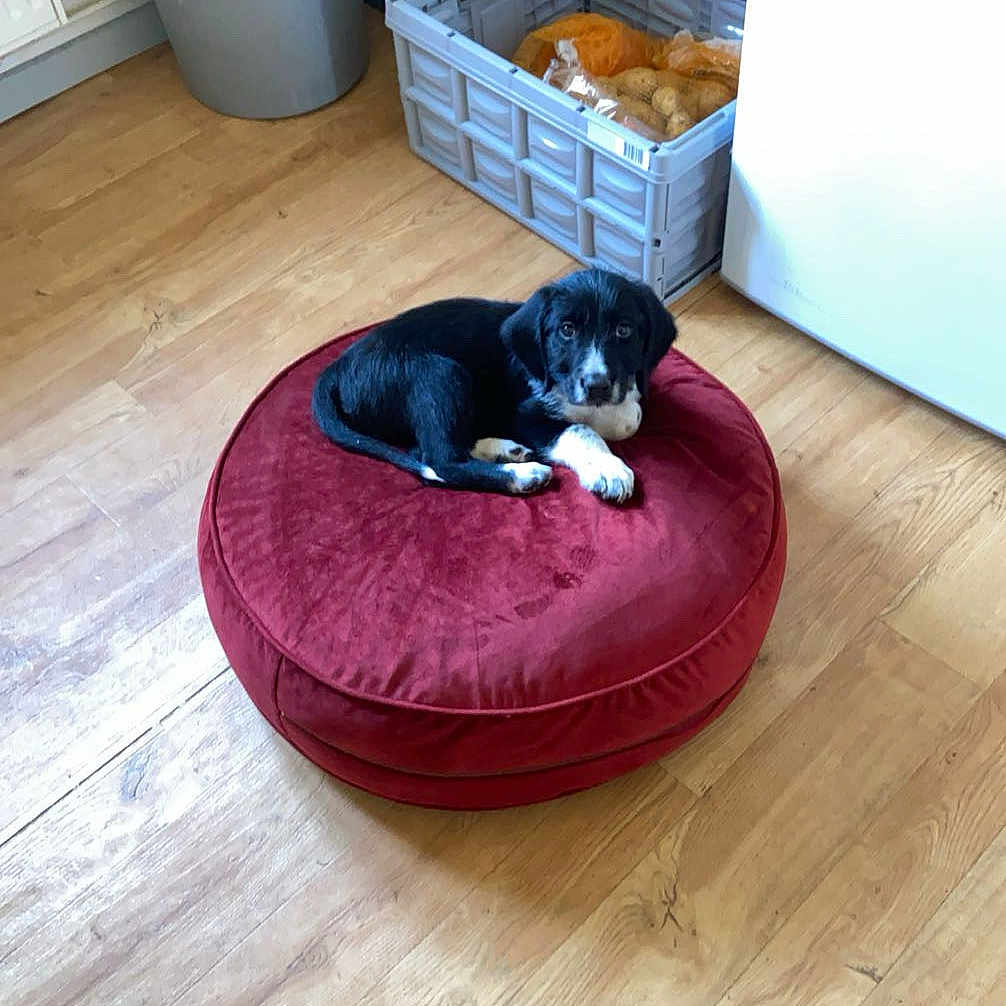Aïko participe au concours pour gagner de l'argent avec cette photo : black_and_white_dog, cozy, crate, curious, dog, domestic, flooring, food_storage, household_items, indoor, kitchen, pet_bed, potatoes, puppy, red_cushion, relaxing, shelf, trash_bin, wooden_floor, young_dog