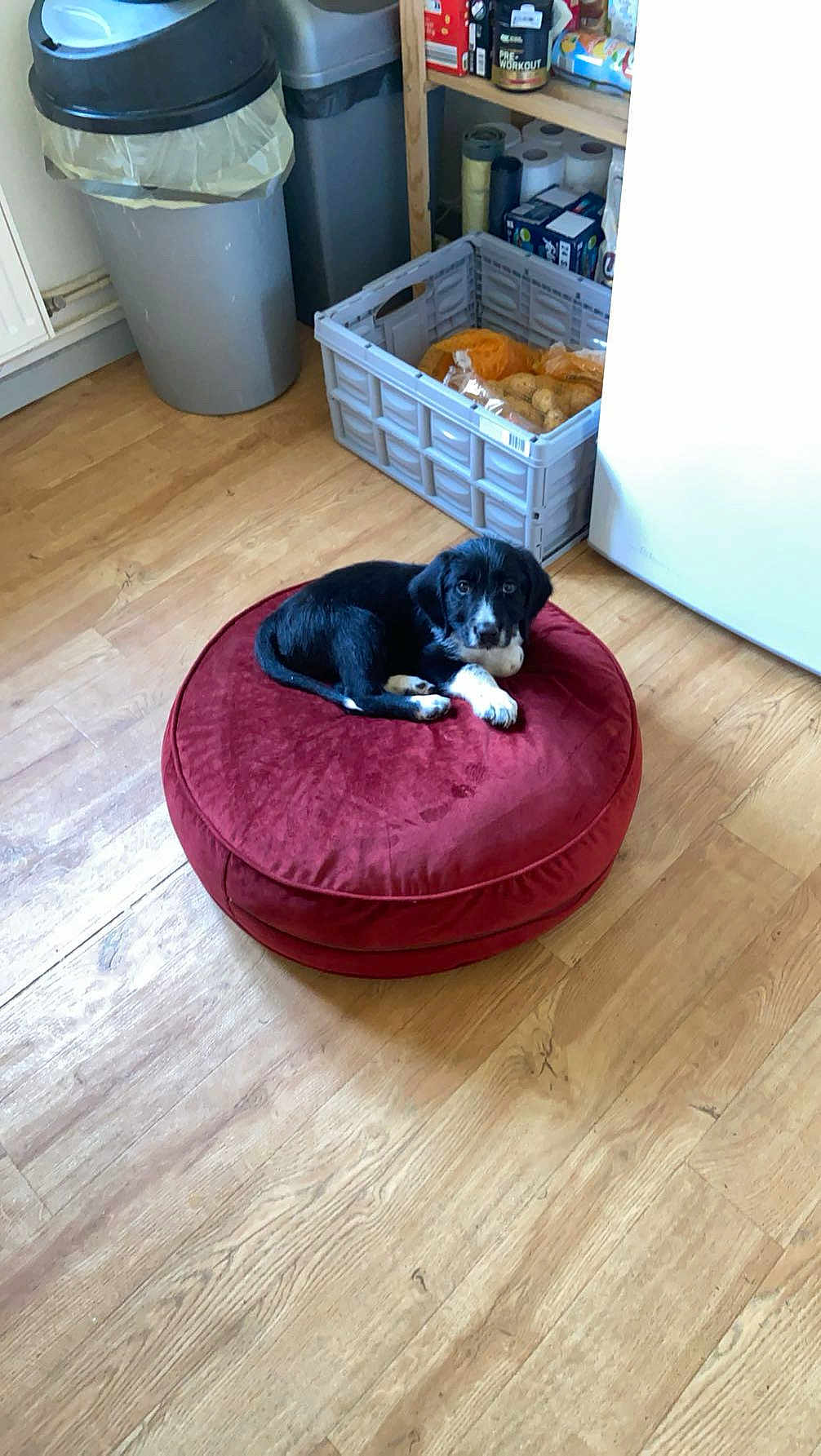 Aïko participe au concours pour gagner de l'argent avec cette photo : puppy, dog, pet_bed, red_cushion, wooden_floor, kitchen, trash_bin, crate, potatoes, shelf, food_storage, indoor, black_and_white_dog, curious, household_items, domestic, flooring, relaxing, young_dog, cozy