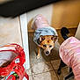 animal, bag, black_dog, brown_dog, clothing, coat, companion, curious, dog, dog_food, domestic, ears, fur, furry, household, indoor, pet, tail, tile_floor, warm_clothing