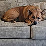 animal_face, brown_dog, canine, corduroy, couch, cozy, dog, domestic_animal, ears, fur, furniture, home, indoor, living_room, pet, pillows, quiet, relaxed, resting, sofa