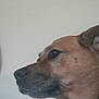 animal, brown_dog, canine, closeup, collar, companion, dog, domestic_animal, ears, head, household, human_partial, indoor, looking_away, pet, portrait, short_fur, side_profile, snout, wall