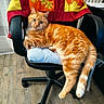 cat, orange_tabby, chair, office_chair, quilt, indoor, floor, wooden_floor, pet, feline, resting, relaxed, fur, tail, domestic_cat, cozy, home, radiator, curious, animal
