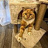 cat, orange_tabby, cat_tree, scratching_post, feline, pet, indoor, curious, stretching, wooden_floor, cozy, furniture, curtains, home, animal, whiskers, paws, ears, cute, relaxed