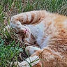 cat, orange_cat, white_fur, sleeping, napping, grass, outdoor, nature, relaxed, paw, fur, whiskers, animal, pet, cute, content, resting, mammal, close_up, sunlight