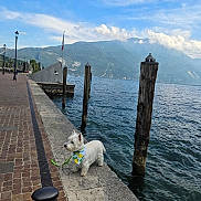 Truffe participe au concours pour gagner de l'argent avec cette photo : dog, westie, small_dog, white_fur, bandana, lemon_pattern, lakeside, lake, mountains, water, promenade, harbor, dock, wooden_pilings, brick_walkway, lampposts, flag, outdoor, landscape, travel