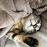 cat, tabby, pet, animal, feline, whiskers, green_eyes, paw, claws, fur, striped_fur, lying_down, sleeping, blanket, cozy, indoors, close_up, portrait, cute, relaxed