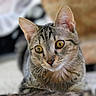 Gaspard a rejoint le concours — aidez-le/la à gagner de superbes lots ! cat, tabby_cat, animal, pet, portrait, close_up, face, whiskers, ears, golden_eyes, striped_fur, fur, indoor, home, blurred_background, sitting, looking_at_camera, alert, cute, photography