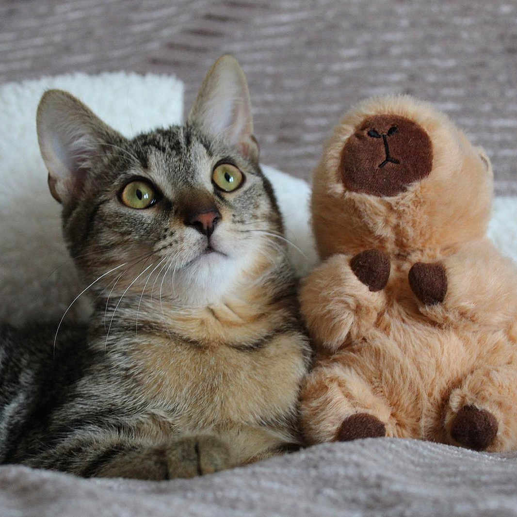 Gaspard a rejoint le concours — aidez-le/la à gagner de superbes lots ! cat, tabby_cat, plush_toy, teddy_bear, stuffed_animal, pet, animal, feline, toy, cuddling, sitting, indoors, blanket, cozy, bed, soft_texture, closeup, portrait, whiskers, wide_eyes